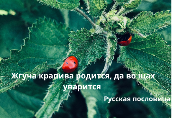 Зелёные щи с крапивой. Первые витамины после долгой зимы.