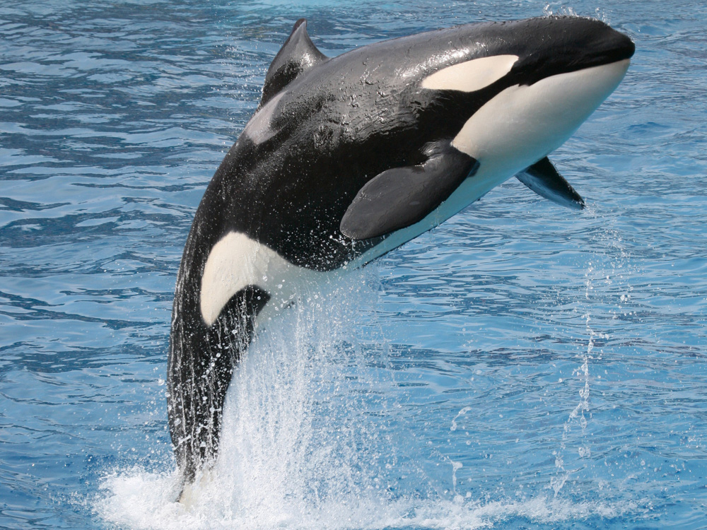 Самое суровое прозвище "Кит - убийца" получила касатка.