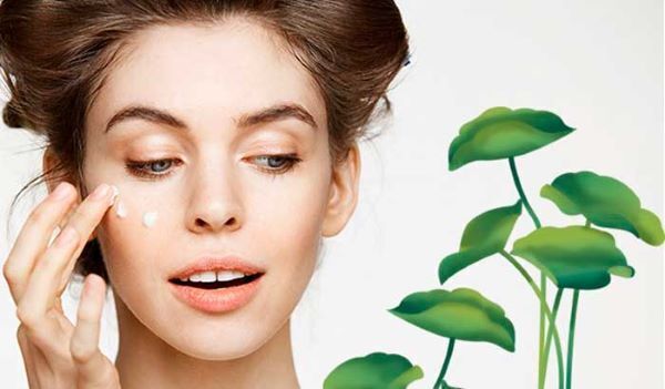 Центелла азиатская (готу кола): эффективное использование для здоровья и красоты