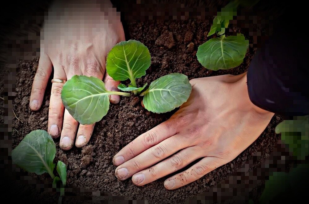 Высадили Капусту в открытый грунт, поторопитесь внести удобрение. Ускоряем рост и завязывания кочана. Личный опыт
