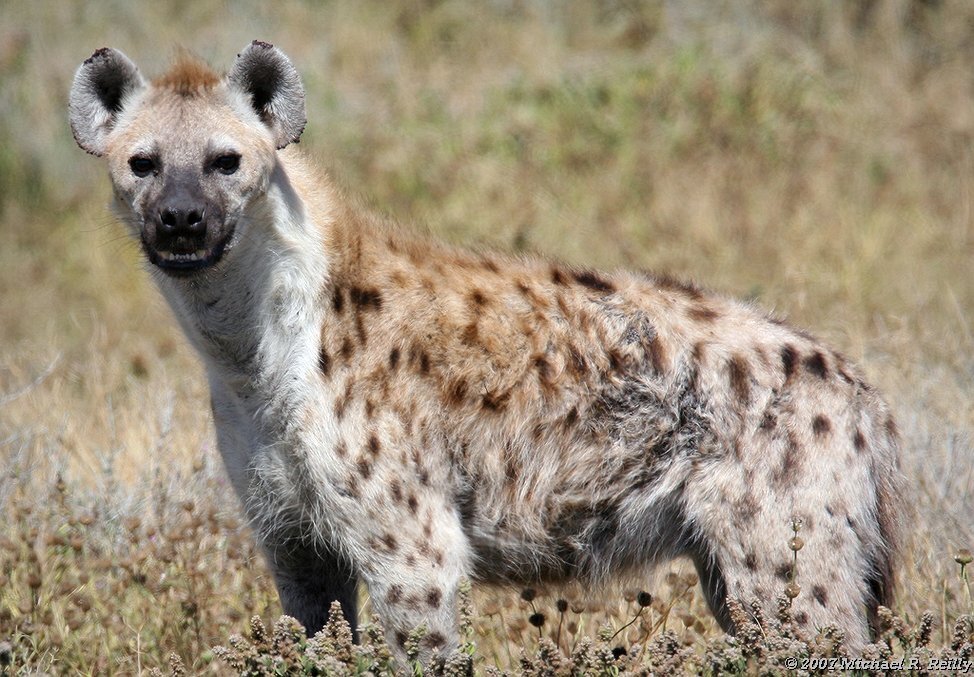 Самые сильные и жестокие животные, которых боится даже лев