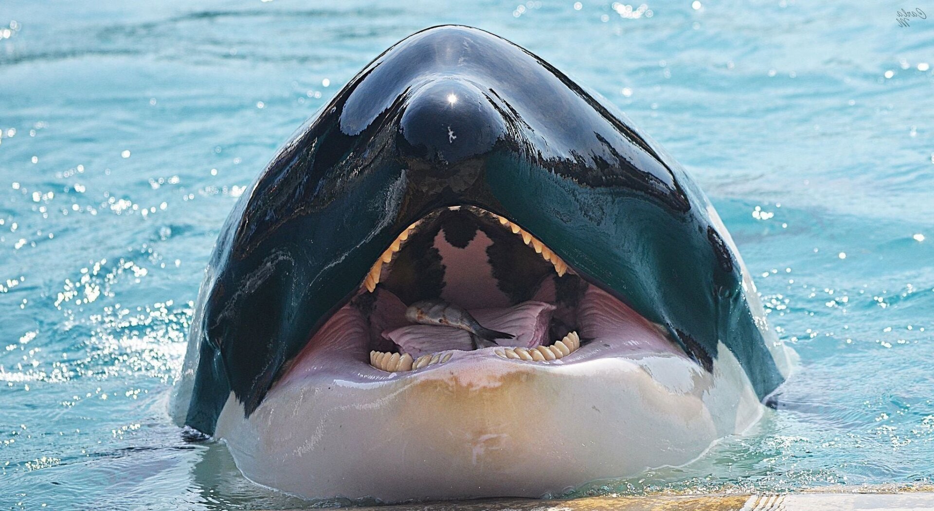 Почему косатки не едят людей