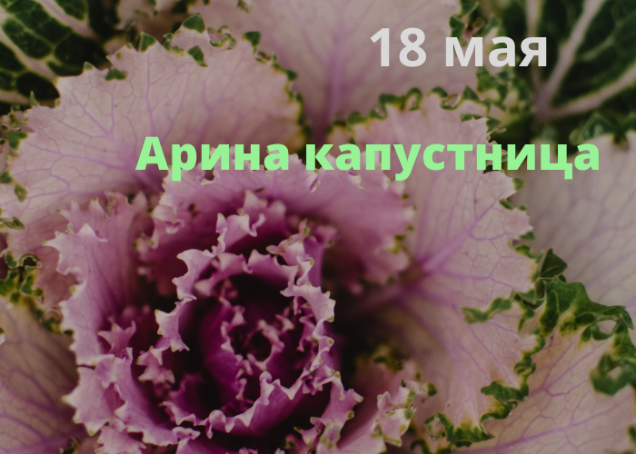 Арина капустница рассадница 18 мая картинки