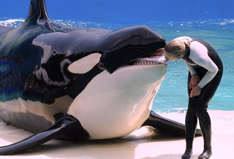 Почему косатки не едят людей