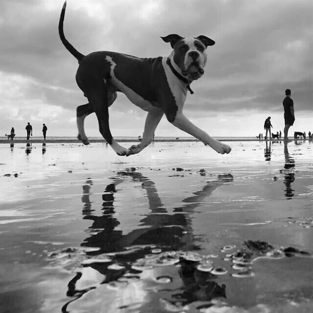 Одни из самых потрясающих уличных фотографий с животными