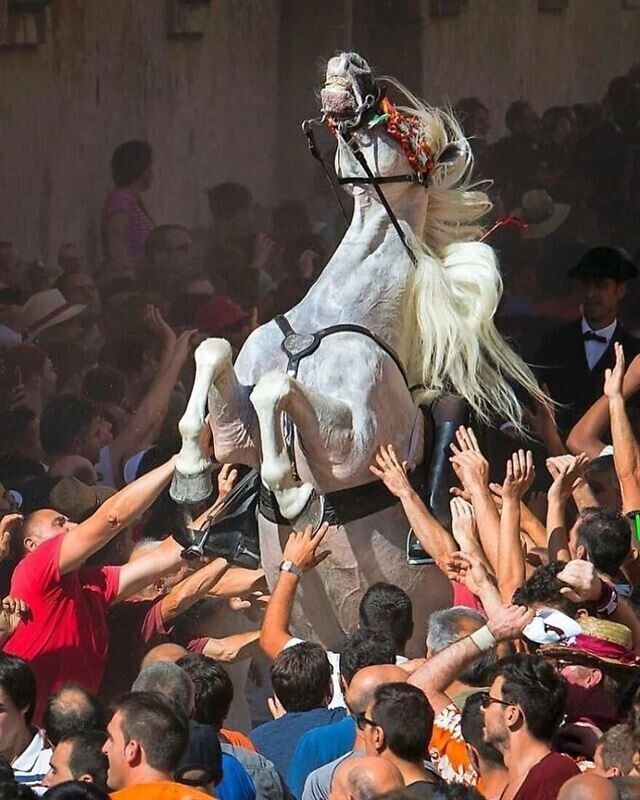 Одни из самых потрясающих уличных фотографий с животными