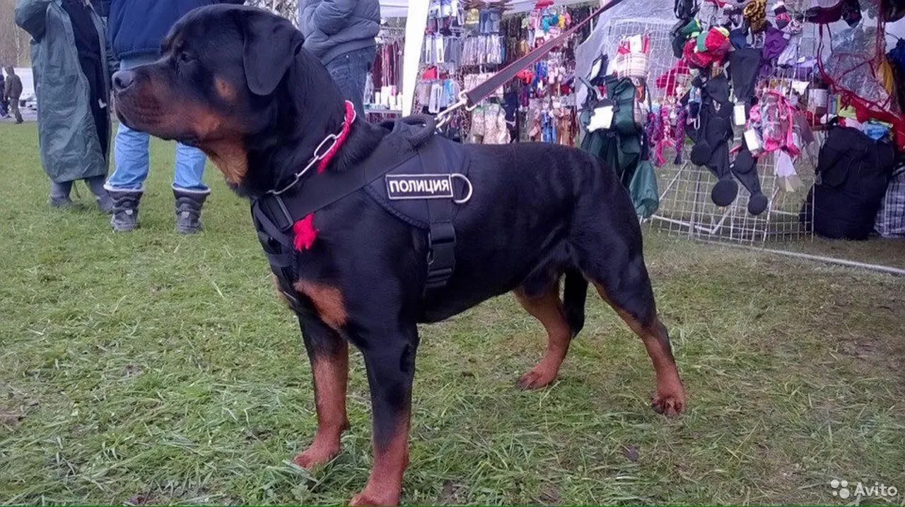 Шлейка Police k9. Шлейки для собак Police-k9. Шлейка для служебных собак полиции. Шлейка для служебных собак с треугольником.