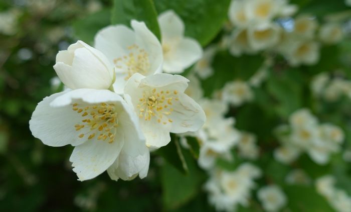 Вот как подготовить ЦВЕТЫ ЖАСМИНА для МОЩНОГО ЭФФЕКТА: Помогите иммунитету, кровообращению и избавьтесь от диабета