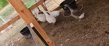 Что поели рыбки, кормление полосатиков и еще кой-кого