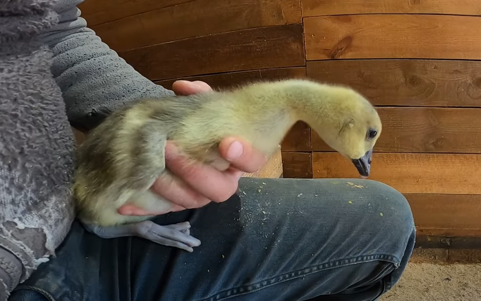 Что поели рыбки, кормление полосатиков и еще кой-кого