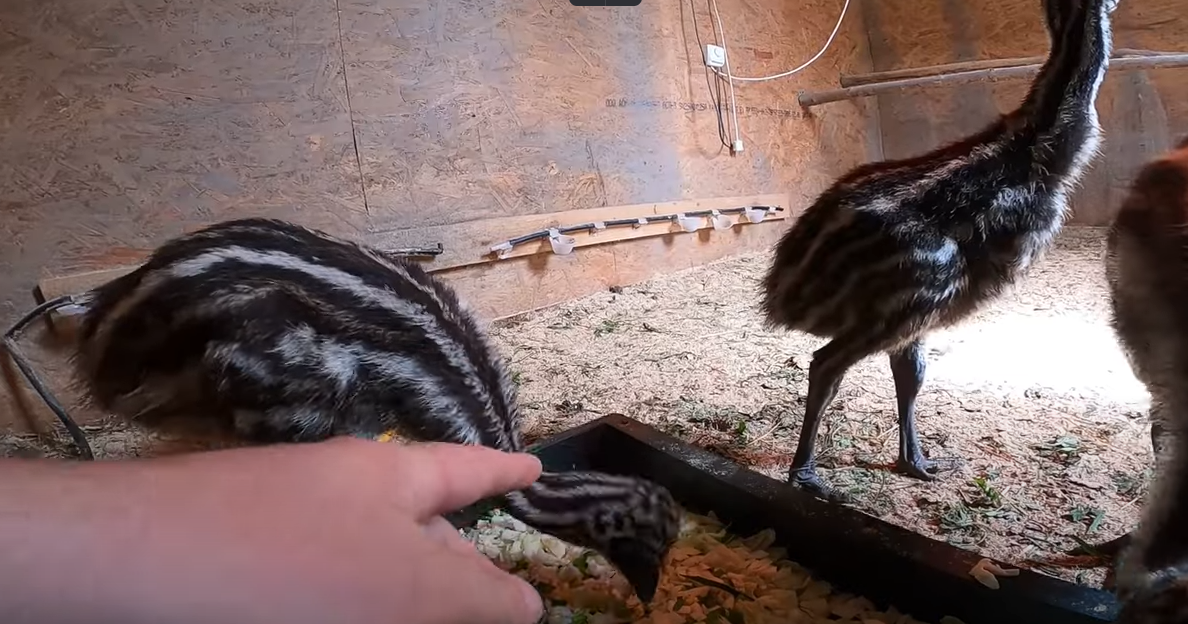 Что поели рыбки, кормление полосатиков и еще кой-кого