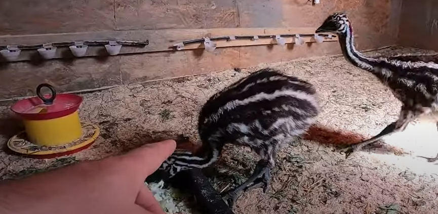 Что поели рыбки, кормление полосатиков и еще кой-кого