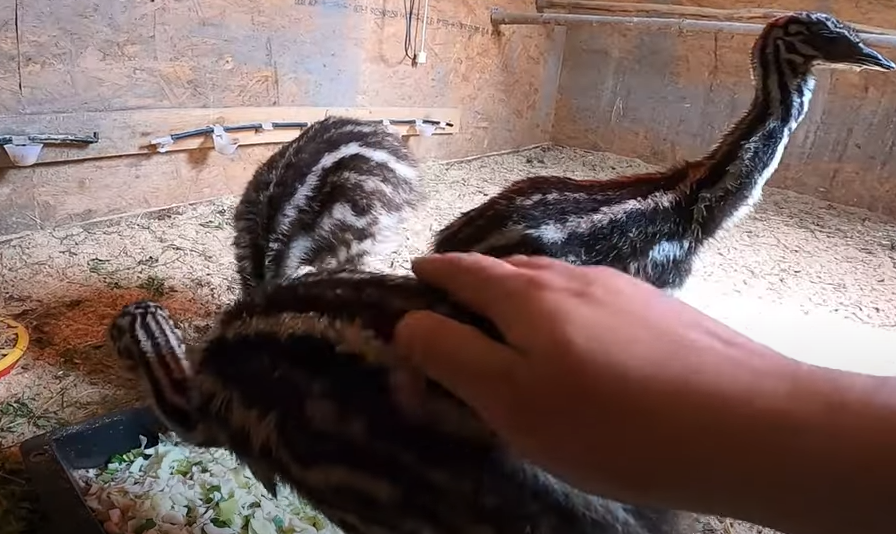 Что поели рыбки, кормление полосатиков и еще кой-кого