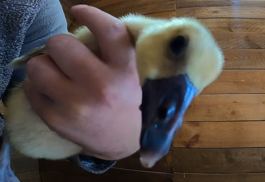 Что поели рыбки, кормление полосатиков и еще кой-кого