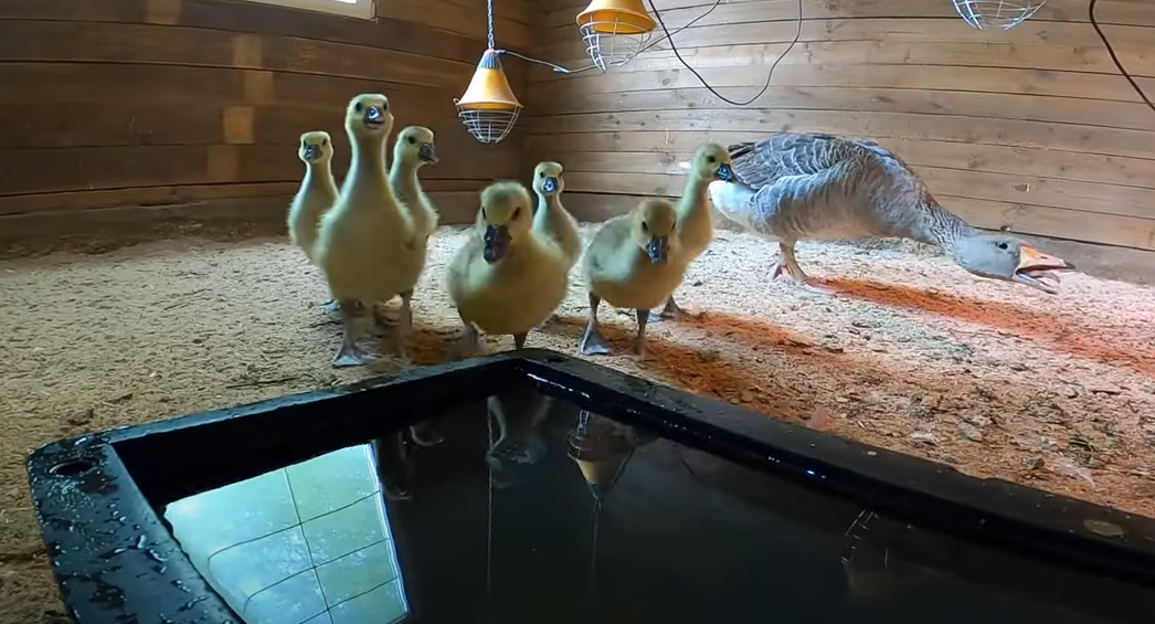 Что поели рыбки, кормление полосатиков и еще кой-кого