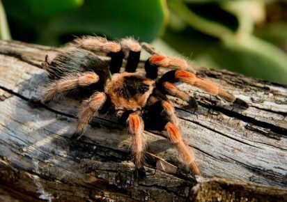 Спасем редких пауков!