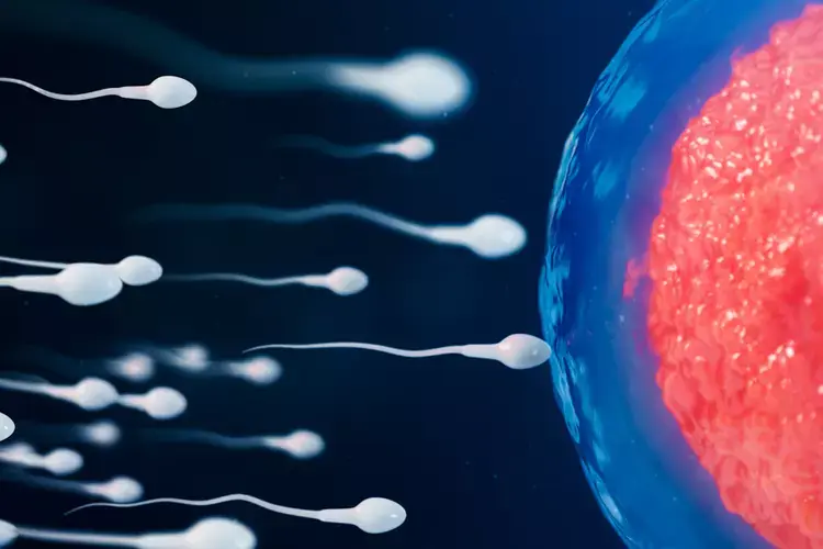 Поговорим о сперматозоидах?