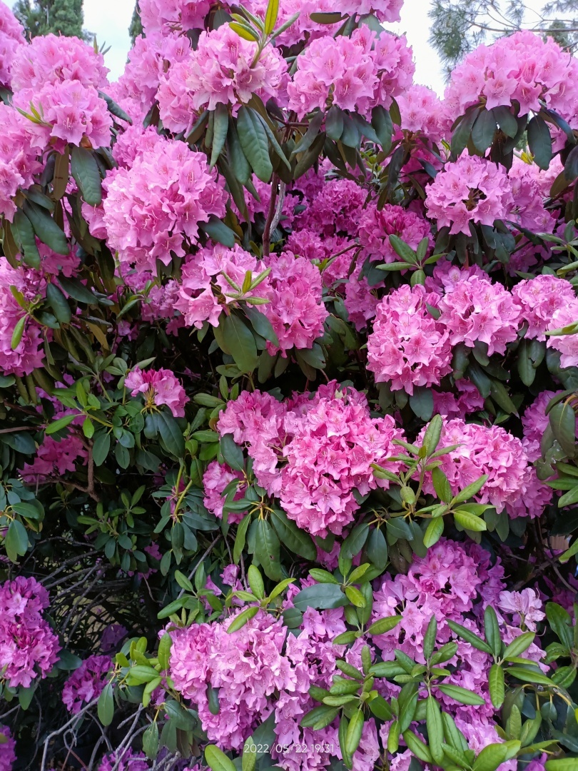 Красота Краснодара. Очень красивый Парк Галицкого. 22.05.2022 год.