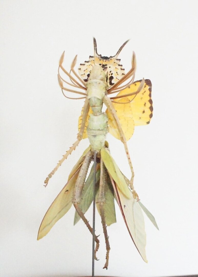 Цветы - цветы