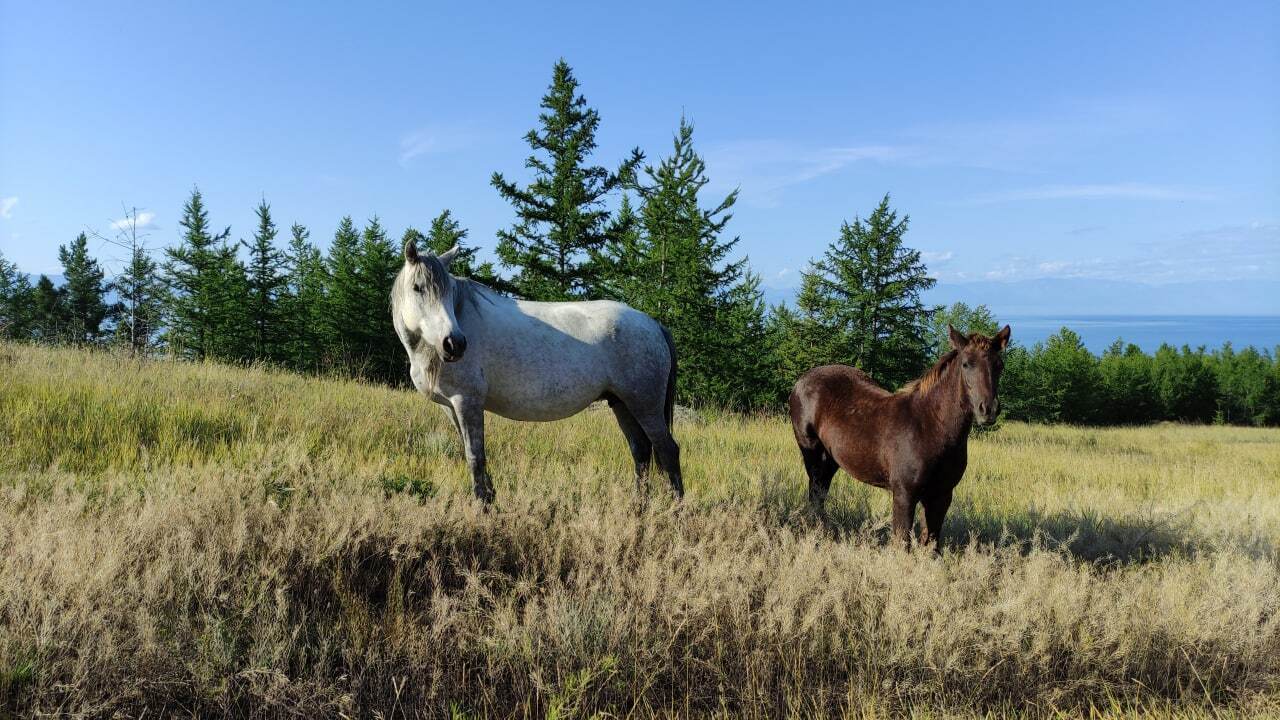  Главные новости Иркутской области.Telegram-канал городского сайта "Ирсити.Ру". Главные новости Иркутской области