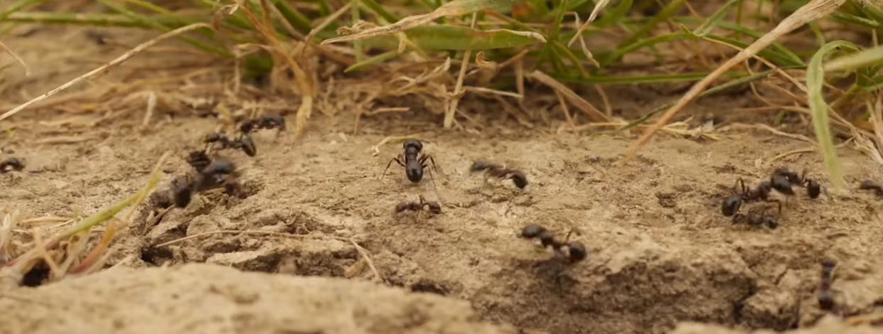 Лучше всех в борьбе с муравьями помогает данное средство