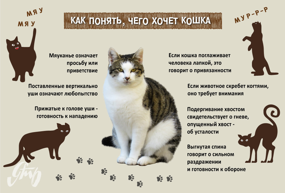 Почему кошки мяукают, несколько причин, о которых должны знать их любители Эдуар
