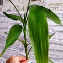 Гость_1844258, г. Кунья