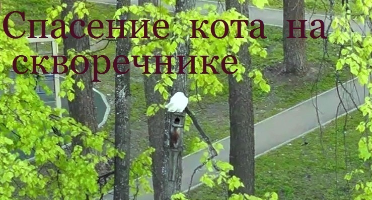 Спасение кота на скворечнике