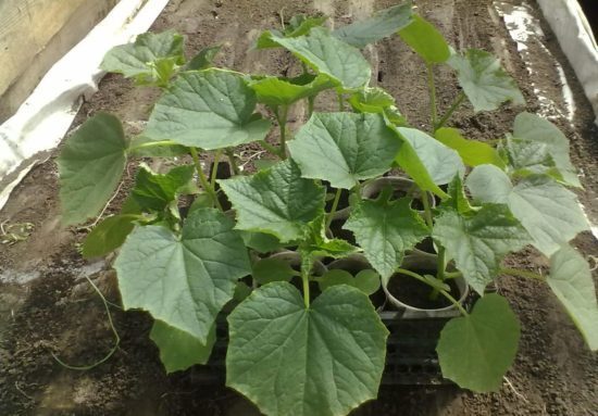 Чем подкормить огурцы, томаты, перцы для хорошего роста: лучшие дни для ухода за растениями на росте по лунному календарю