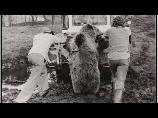 -Это правда, что у вас медведи по дорогам ходят? -Брехня, нет у нас никаких дорог!