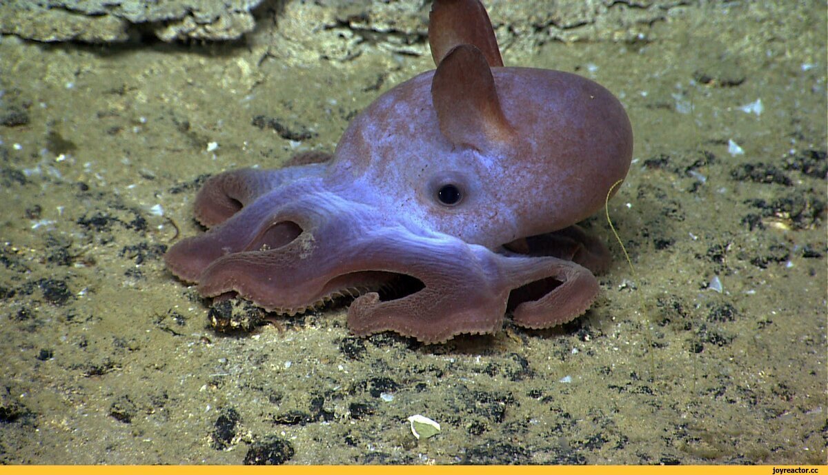 Монстры подводного царства