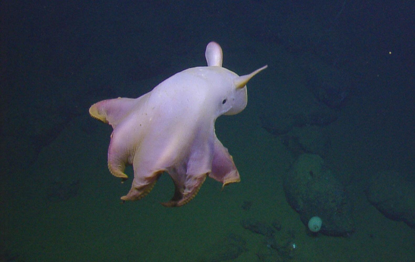 Необычные животные мирового океана. Осьминог Думбо. Осьминог Дамбо. Глубоководный осьминог Дамбо. Гримпотевтис (осьминог Дамбо).
