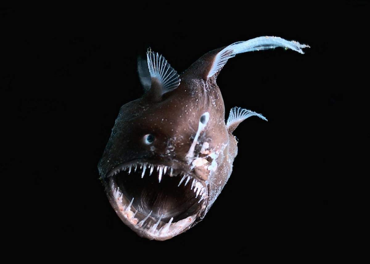 Монстры подводного царства