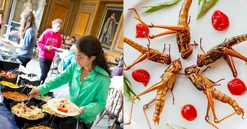 Учеников начальных классов теперь будут кормить насекомыми в школьных столовых Британии 