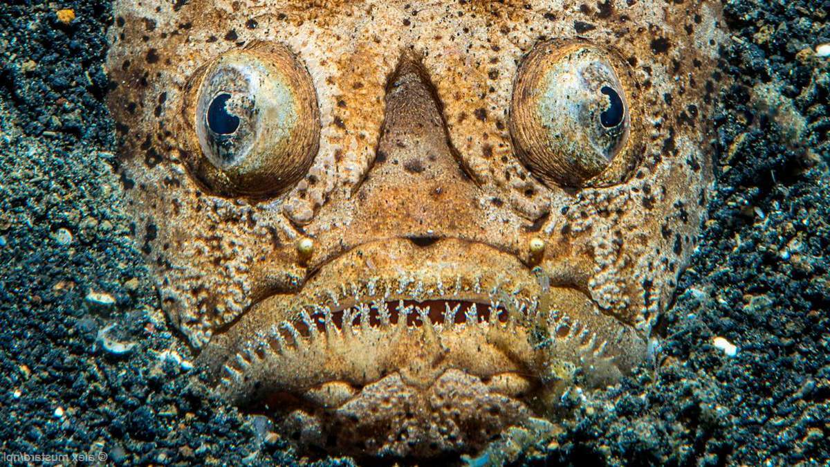 Монстры подводного царства