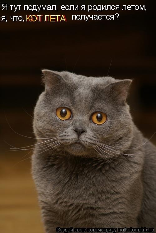 Эти летние коты....