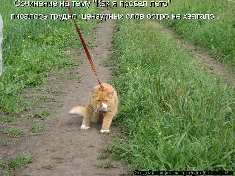 Эти летние коты....