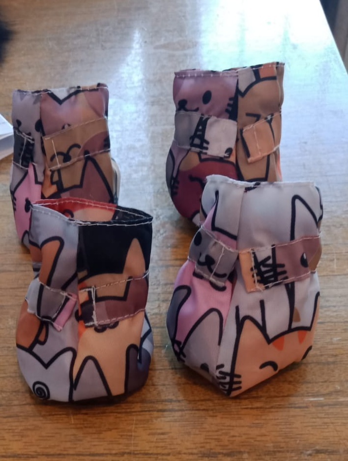 Летняя одежда для животных: трата денег или необходимость?