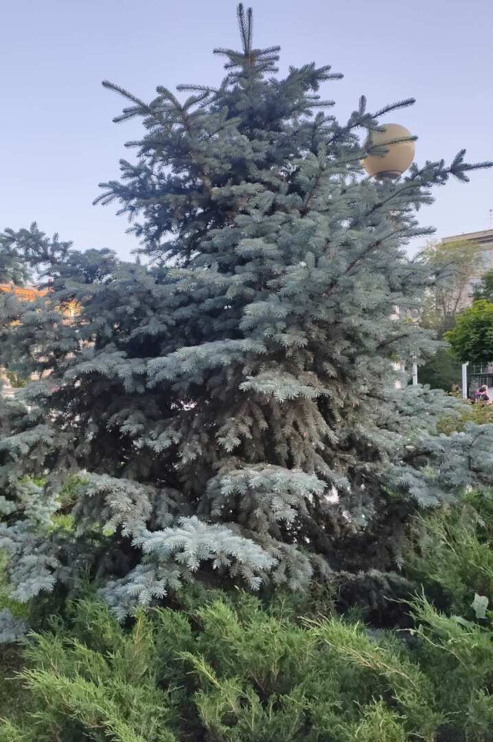 Растет в Волгограде березка? Нет! Березку давно срубили, а вот голубые ели прижились и неплохо себя чувствуют
