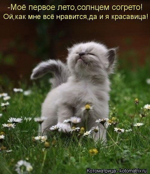 Эти летние коты....