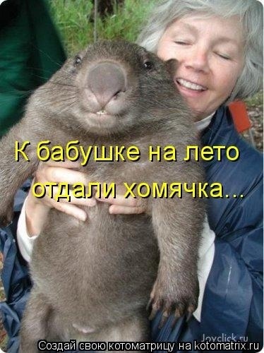Эти летние коты....