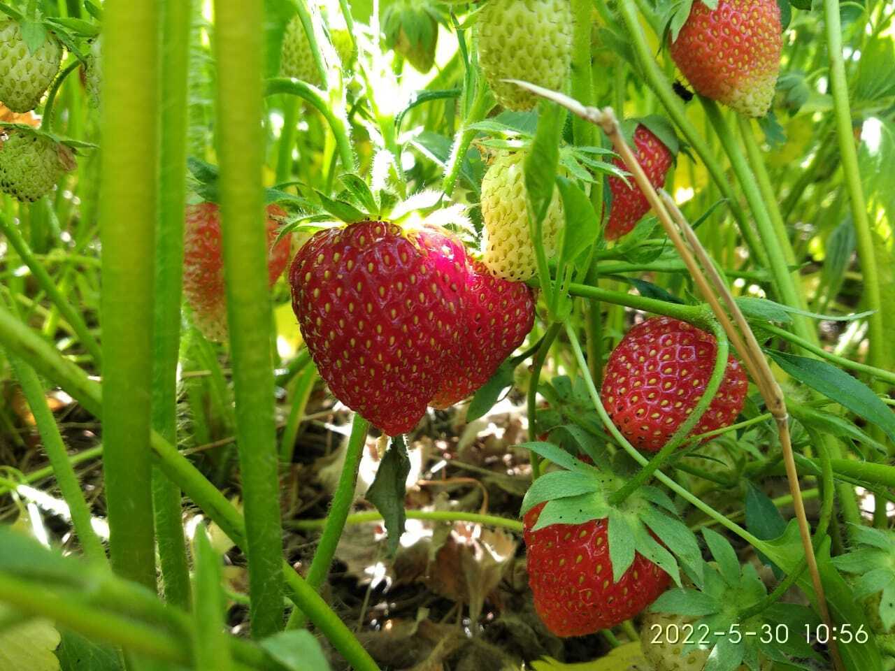Своя клубника 😋