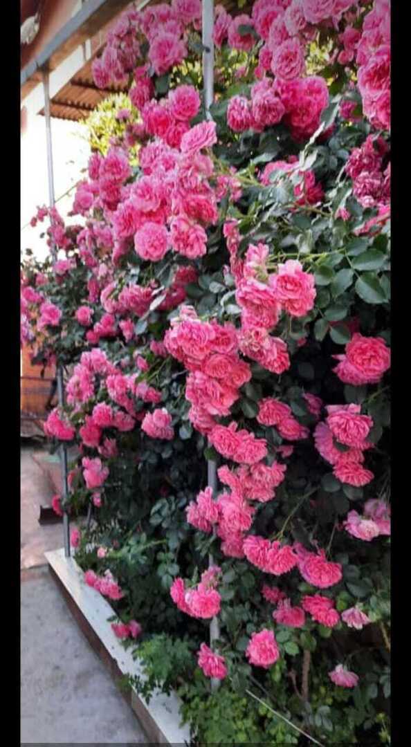 Красота🤗Цветут цветы розы, жасмин и шиповник.