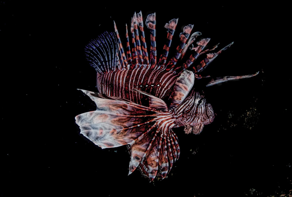 Узрите рыбу-льва, столь же завораживающую, сколь и разрушительную