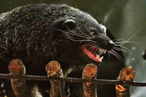 Что это за зверь?