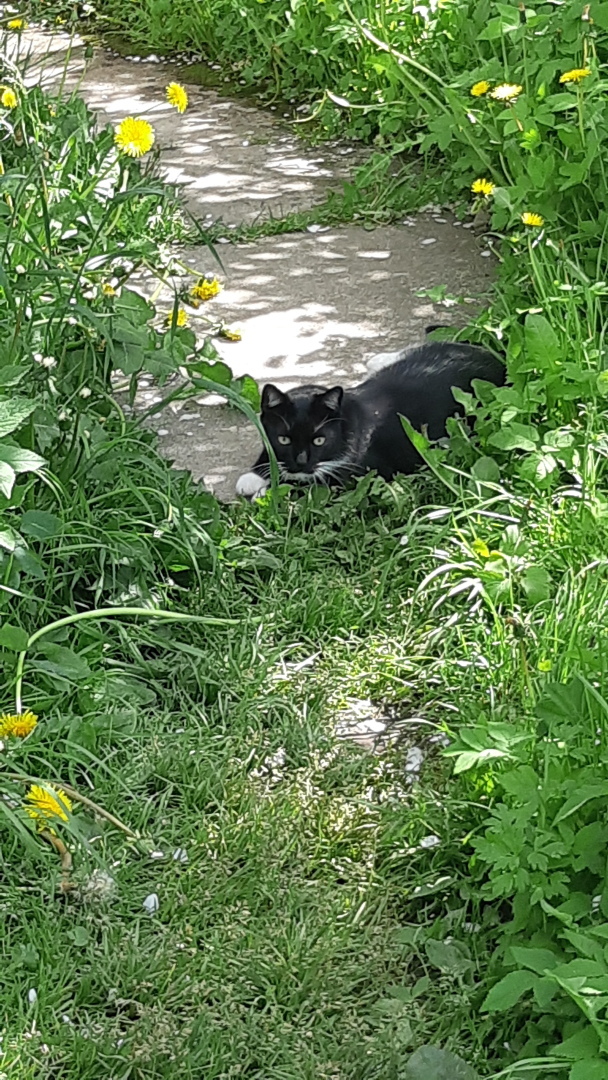 Дефицит кормов для домашних животных России не угрожает