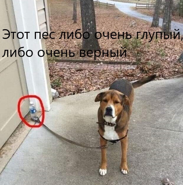 Мемы с собаками