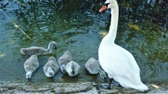 Нужно ли современной молодёжи заводить детей? Наше мнение. 