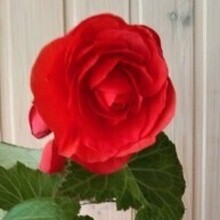 Маргарита Серикова, г. Верея