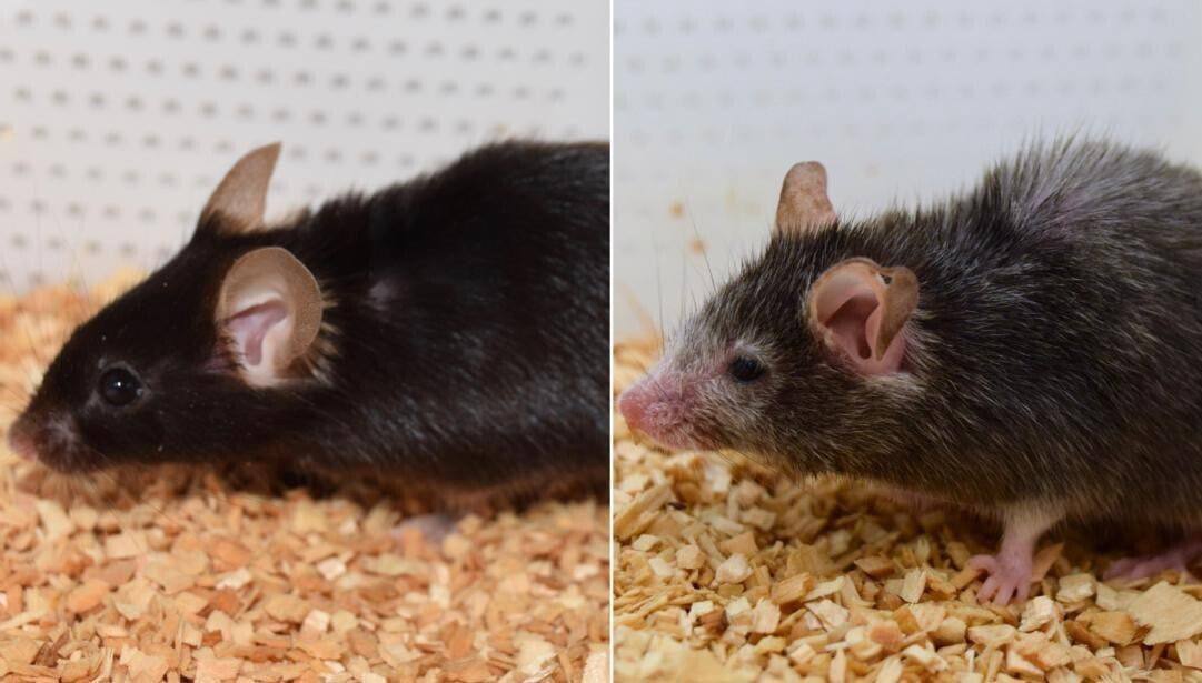 Учёные «перезагрузили» возраст мышей, восстановив утраченное зрение и омолодив их мозг — то же самое теперь хотят сделать и с человеком.